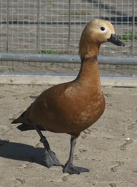 尽管未能再